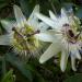 Sadnice - puzavice: Hristov venac - Passiflora caerulea, slika3